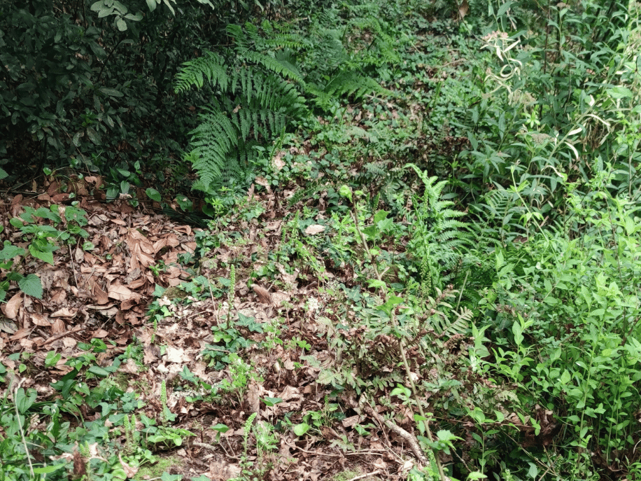 before-image