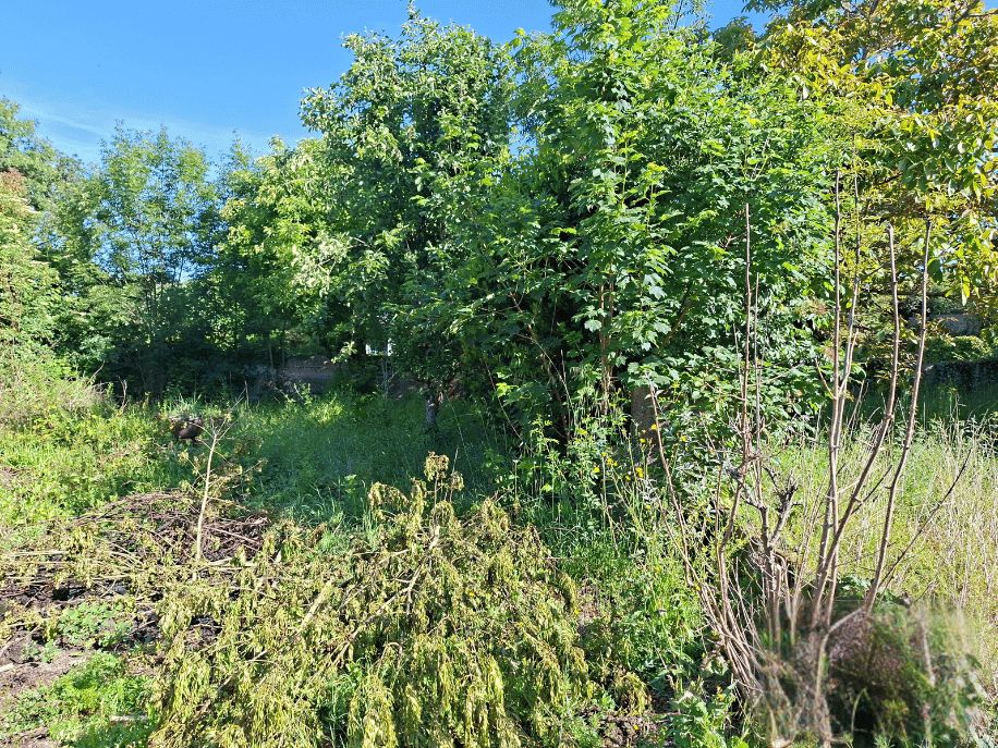 before-image